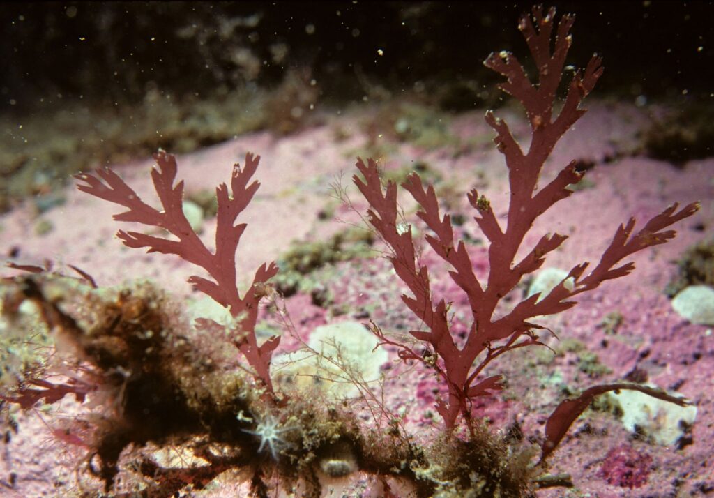 Branching red seaweed growing on a rocky seabed, the natural source of carrageenan, a common gluten-free food additive