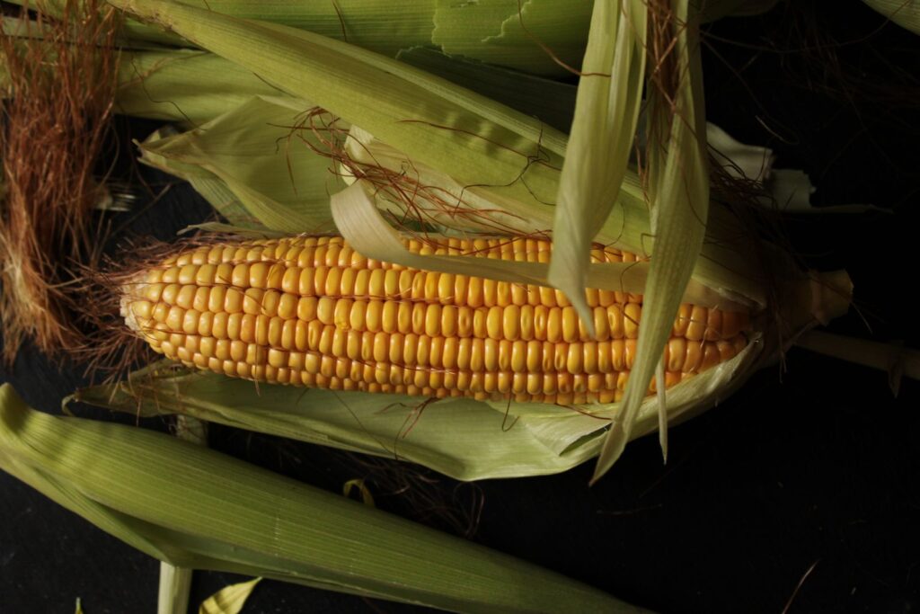 Fresh corn on the cob with green husks and silk, a common source of the maltodextrin used in many processed foods.