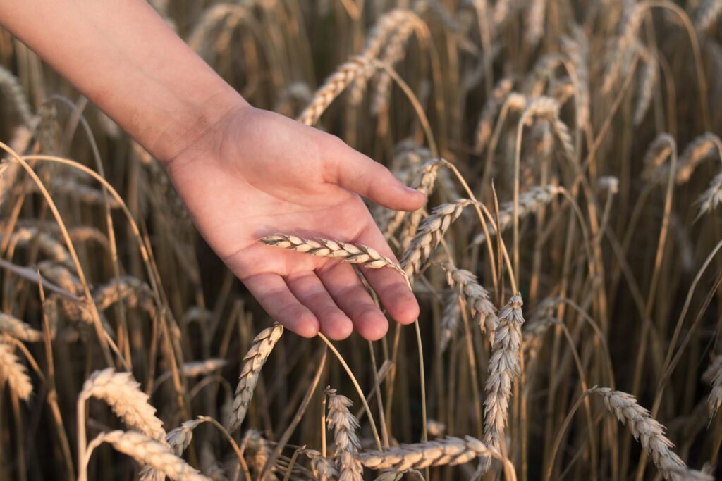 Hand gently touching a ripe ear of grain in a golden field, illustrating spelt, an ancient wheat that contains gluten