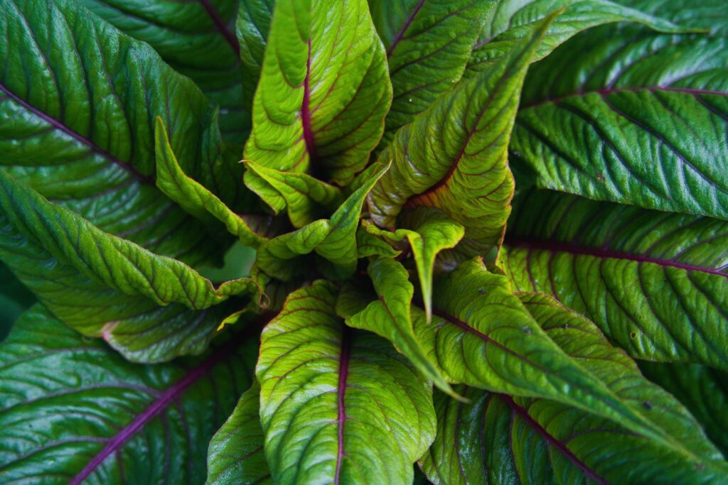 Close-up of vibrant green amaranth leaves with purple-red veins, the naturally gluten-free plant behind amaranth grain