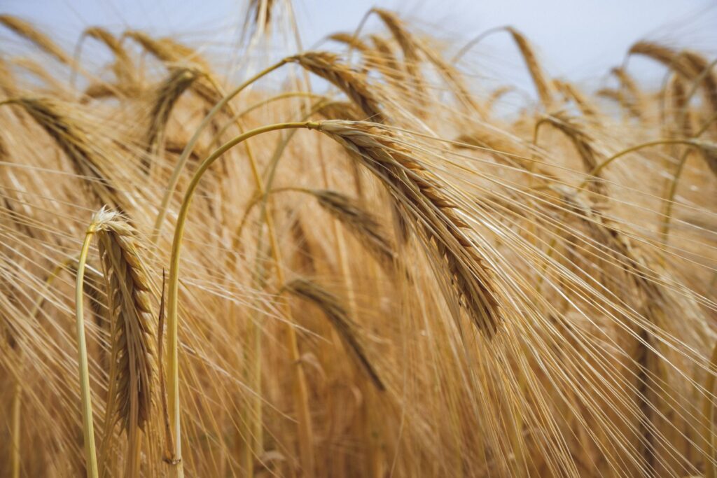 Close-up of golden barley ears in a field, showing the long awns, illustrating the grain that barley malt comes from.