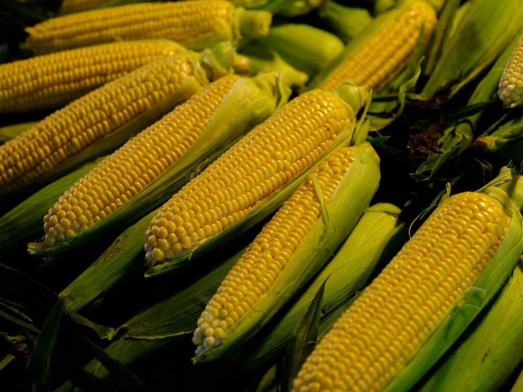 Fresh yellow corn cobs in green husks, corn being a common gluten-free source of the starch used to make dextrin