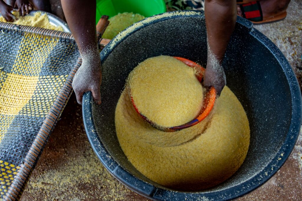 Hands scooping coarse yellow ground corn from a large basin, the raw material for grits, a naturally gluten-free grain