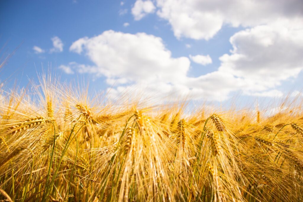 Golden barley ears in a sunlit field under a blue sky, the grain that malt extract is made from and a source of gluten