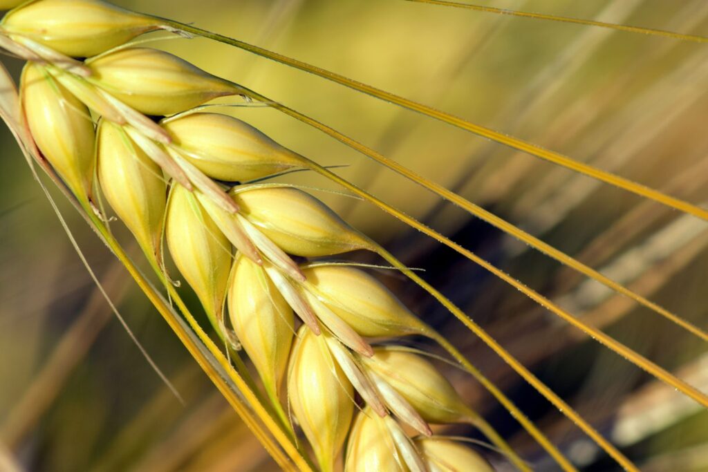 Close-up of a golden barley ear with plump kernels and long awns, the grain malt extract is made from
