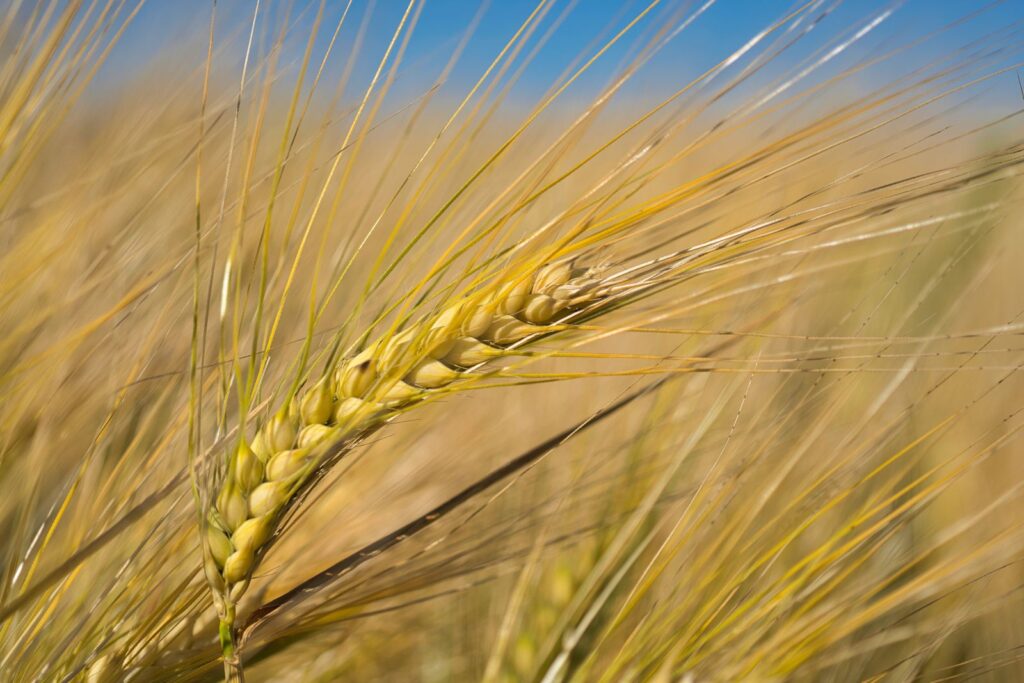 Close-up of a golden barley ear in a sunlit field under a blue sky, the grain used to make malt flavoring