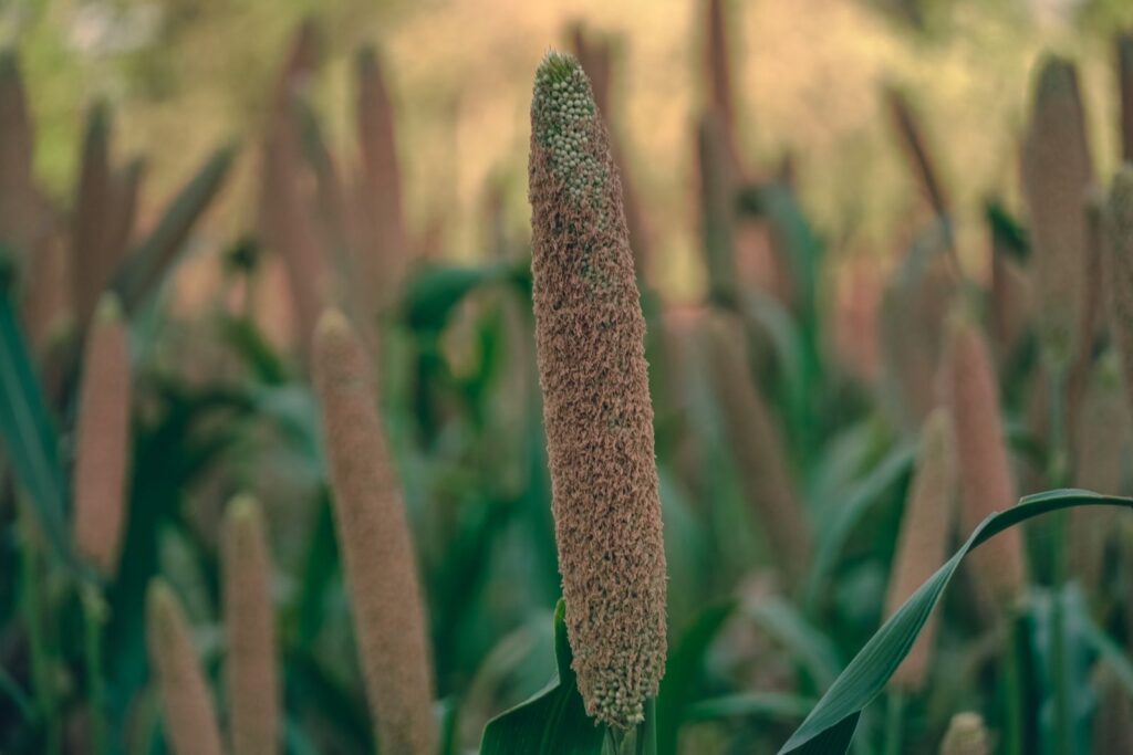 Tall sorghum grain head growing on the stalk in a green field, a naturally gluten-free cereal crop