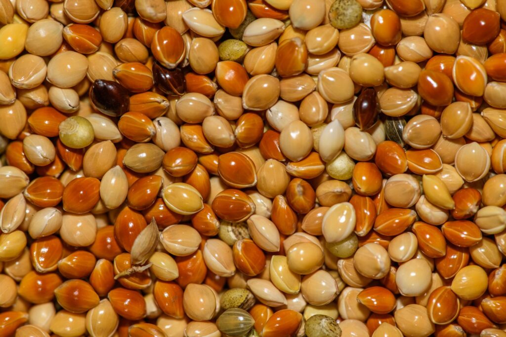 Close-up of small, colorful whole seeds and grains in warm tones, similar to naturally gluten-free ancient grains like teff